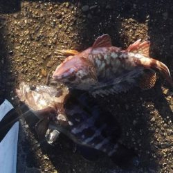 カサゴ、クエ、ハゼなど